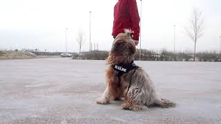 Dog Parkour Novice Level - Backing up by Halde the Briard 13 views 4 years ago 27 seconds