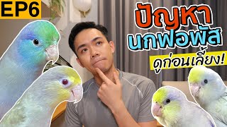 EP6 ปัญหานกฟอพัส ดูก่อนตัดสินใจเลี้ยง! | Uncle Bank