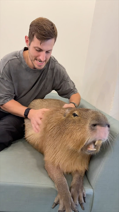 The coolest café in the world #capybara ￼