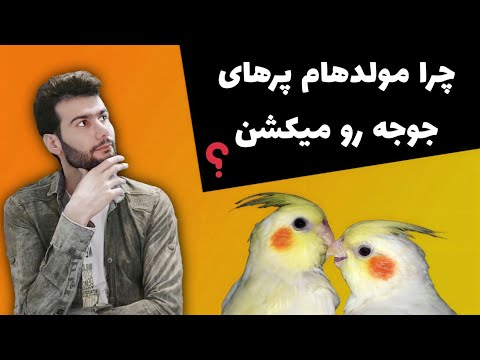 تصویری: چرا هلندی ها میکا را می کشند؟