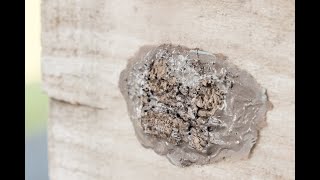 The Time Is Now To Stop The Spotted Lanternfly In Pennsylvania