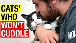SHOCKING Reason Your Cat Won't Cuddle! How to Fix It