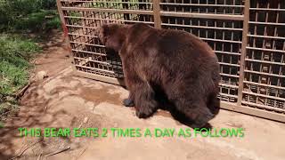 TEN INTERESTING FACTS ABOUT THE ONLY BEAR IN AFRICA/KENYA// Ol jogi conservancy