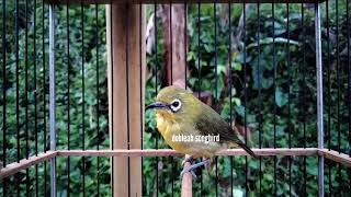 Download Lagu Suara Pleci Dakun Merapi Ini Ampuh Untuk merangsang Pleci Ngriwik Cepat Ngalas_@DobleahPLECIMANIAINDONESIA MP3