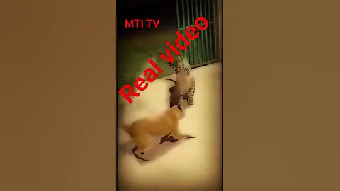 Video 11426981: royal bengal tiger, bengal tiger fight, royal bengal cat, dog bengal cat