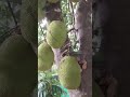 #Jack fruit#trending#viral shorts#amazing shorts#short#santoshnagekar