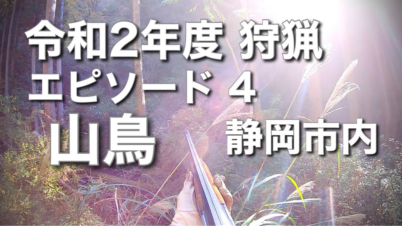 令和2年度の狩猟エピソード4静岡市内の山鳥小綬鶏猟・20202021 hunting season episode 4 mountain pheasnt and partridge 令和2年度の狩猟エピソード4静岡市内の山鳥小綬鶏猟・20202021 hunting season episode 4 mountain pheasnt and partridge
