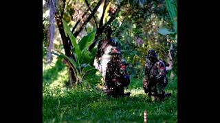 STORY WA ABDI NEGARA