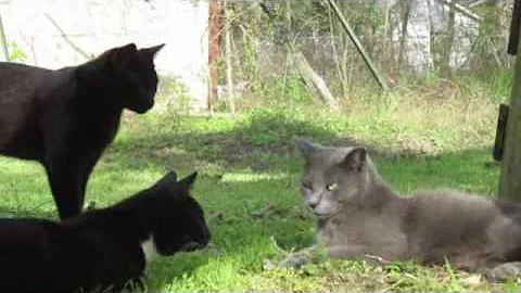 Little Gray visits