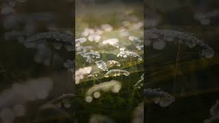 IGA | Spring Glow III #relaxingmusic #natureambient #relaxing #music