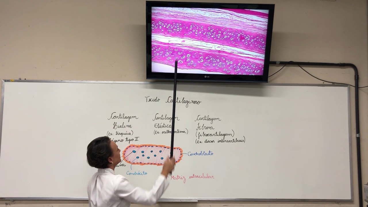 Tecido Cartilaginoso