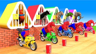 Spider Man with Cow, Chicken, Tiger, Dinosaur, Elephant Wild Animals Games