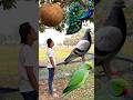 Rounding coconuts to Duck, Peacock, Pigeon &amp; Parrot - Birds names magic video#foryou#plzsupport