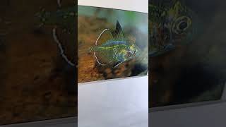 Aquarium Fish - Indian glassfish