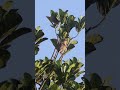 Voice Of Brown Shrike Birdsvoice Birdscall Birdschirping Chirping Birds Birdspecies Wildlife Voice Of Brown Shrike Birdsvoice Birdscall Birdschirping Chirping Birds Birdspecies Wildlife