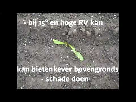 Video: Van De Bietenkever Af