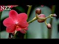 Die geheimen Tricks der Orchideen - Dokumentation von NZZ Format (2008)