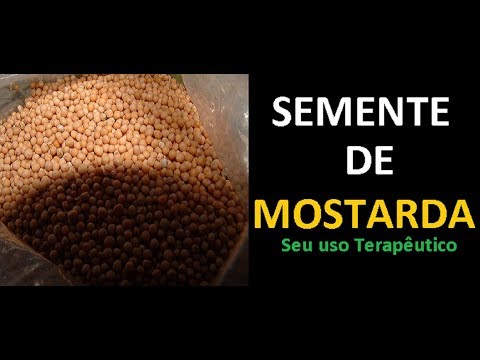 Vídeo: As sementes de mostarda branca são iguais às pretas?