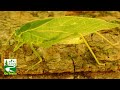 Katydid walking / grooming | Leaf Insect | Microcentrum retinerve