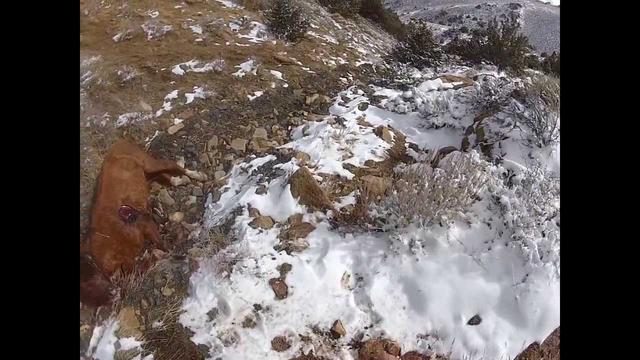 Fresh mountain lion kill.....of a wild horse!
