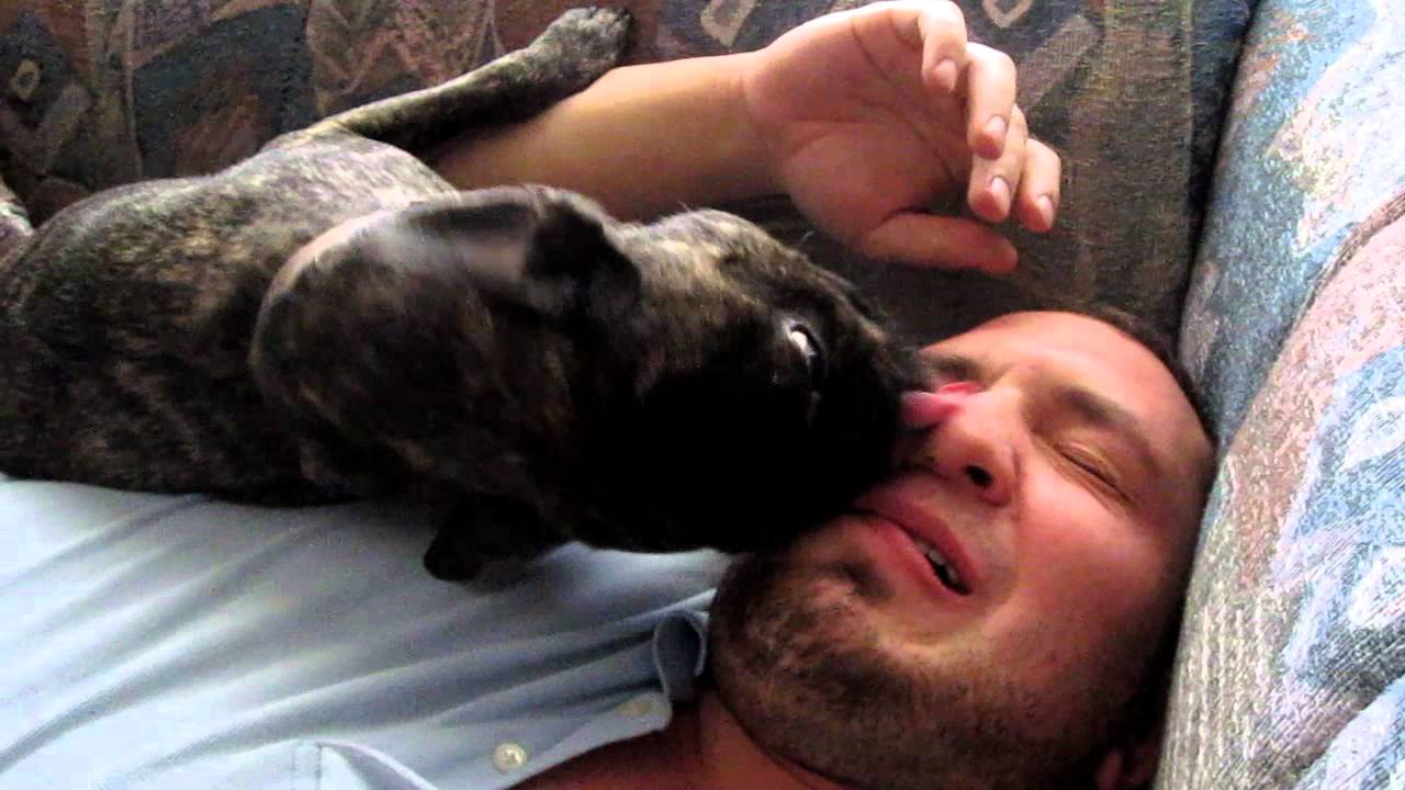 Funniest Dog Kissing Licking While Sleep Video EVER