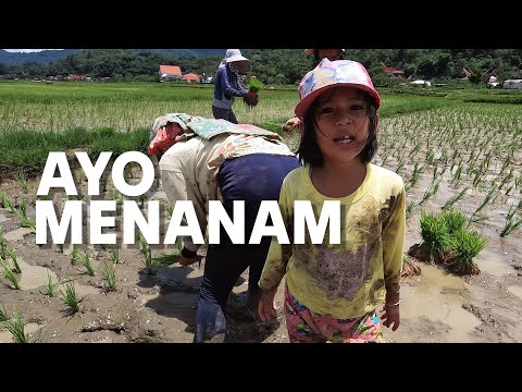 DIPAKSA BOCIL TURUN SAWAH‼️