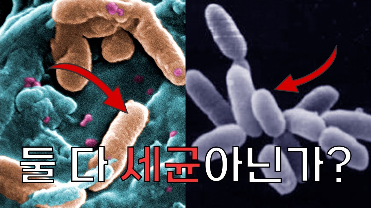 둘 다 똑같이 세균 아닌가?? | 진정세균과 고세균의 차이(Difference of Bacteria and Archaea)