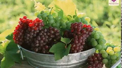 Parts of a Plant - The Flower, Fruits And Seeds | Environmental Studies Grade 3 | Periwinkle