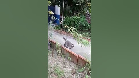 GATO DO PAULO DAS ERVAS USANDO A ERVA DO GATO | GATÁRIA | ERVA GATEIRA | CATNIP #Shorts