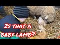2021 Lambing Season Begins || A Day in the Life of a Farmer || Farm Animals