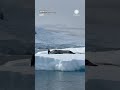 This penguin's confidence is INSANE