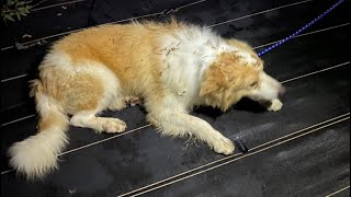 愛犬のお父さん犬が山に捨てられて保護されました。【保護犬】