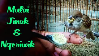 Jinakin Burung Gereja Usia 1 Bulan