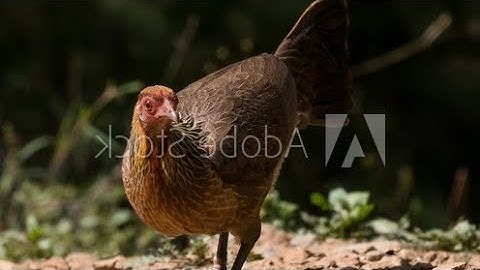 tiếng gà mái rừng Suab poj qaib seev zoo heev dib tuaj xwb2 li 💯