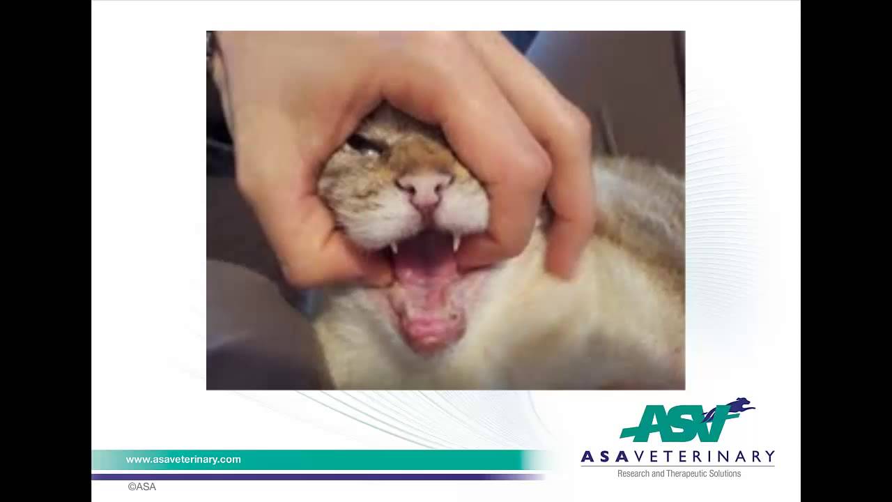 Mls® Laser Therapy For Eosinophilic Granuloma In A Cat Youtube
