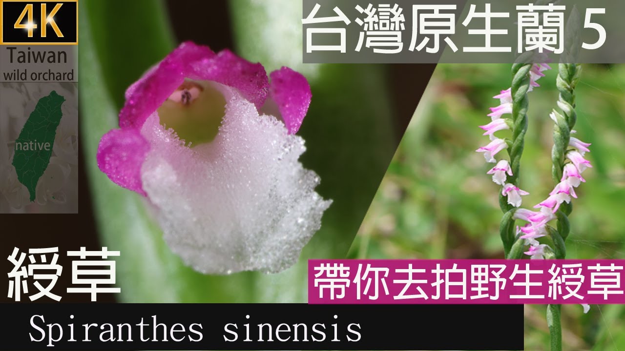 綬草Spiranthes sinensis, 台灣原生蘭，帶你去拍野生綬草,山水綠生態公園,202403