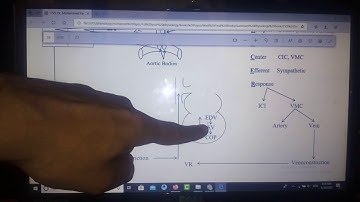 Mind Maps Physiology CVS (Blood pressure regulation Second Part), New system, Dr Mohamed Fayez