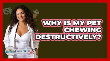 Why Is My Pet Chewing Destructively? - Ask A Pet Vet