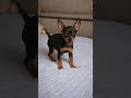 Learning to love life again with this puppy.🩵 #minipinscher #miniaturepinscher #anxietyrelief