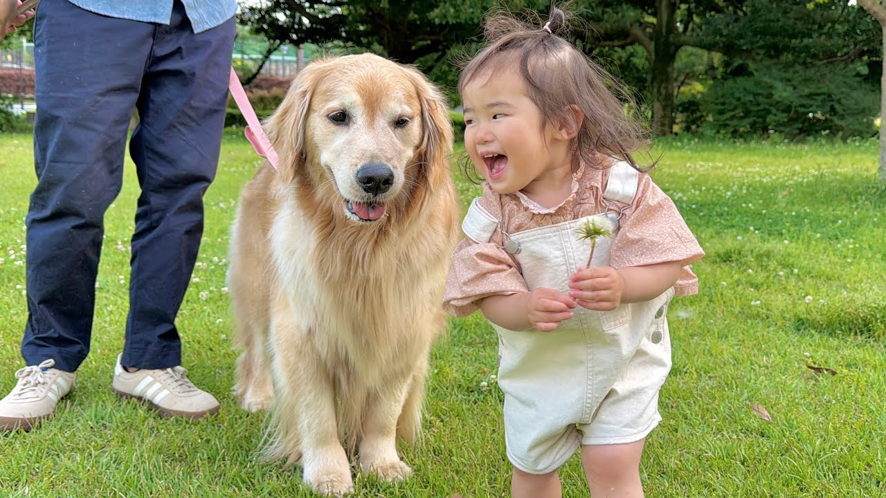 楽しい事を共有し合う豆柴とゴールデンレトリバーと1歳児が可愛すぎ