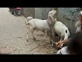 Goat For Sale #viralvideo #goat #azharvlogs #animals #trendingvideo #bakramandi #1millionviews #bakr