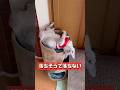 落ちそうで落ちない⁉︎くつろぐ猫A cat that looks like it's gonna fall. but doesn't