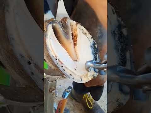 عوض کردن نعل اسب