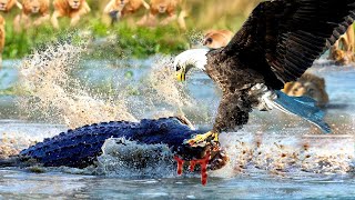 Aghast! Eagle Receives Tragedy Ending On The River For Dare To Attack Child Of Crocodile King