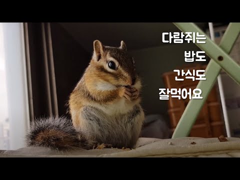 다람쥐는 밥도 간식도 잘 먹어요