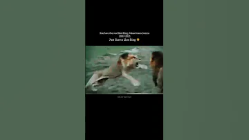 Scarface The King Of Masai Mara Kenya Lion King Scarface Shorts Youtubeshorts Scarface Viral 