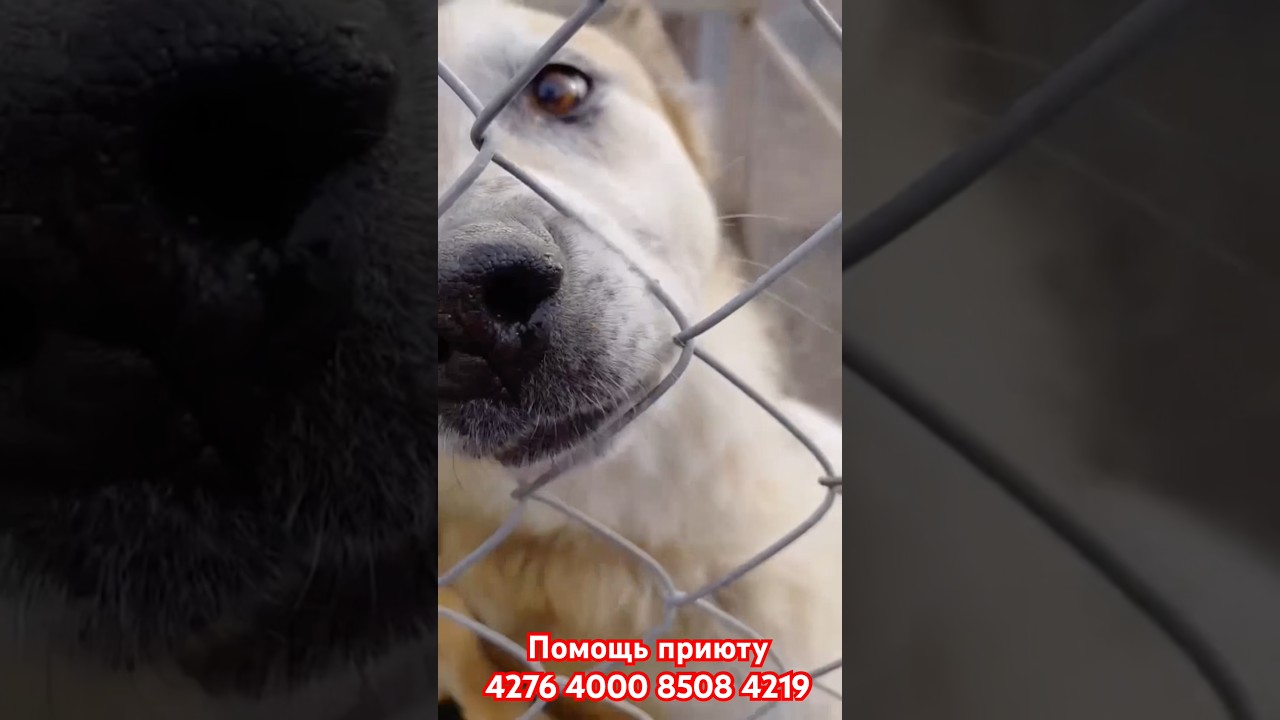 В чем заключается доброта России