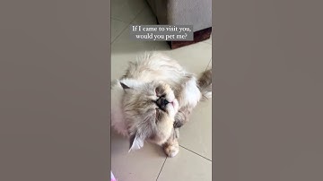 My CAT Is SCRATCHING Themselves | Cute cat scatching himself | Persain white cat | Fluffy cat