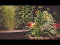 Composición de plantas vivaces en tonos amarillos - Bricomanía - Jardinatis