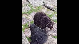 Grandfather Mountain Black Bears Enjoy the Snow